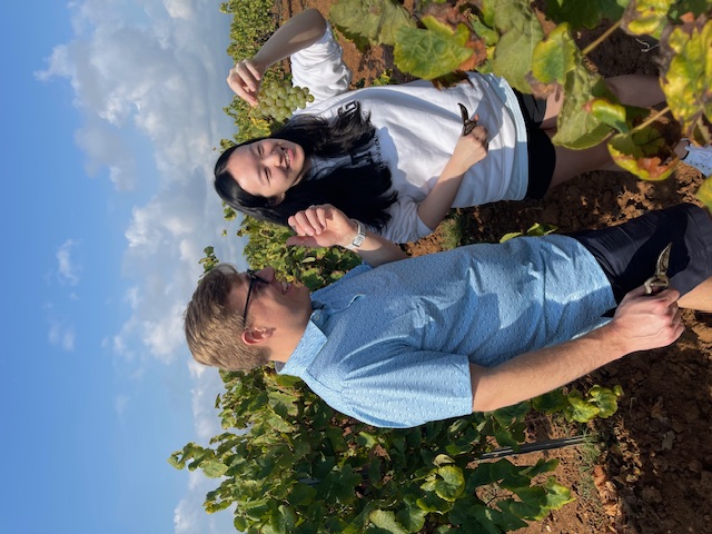 Guests harvesting white grapes with pruning shears in a Penedès vineyard on a private wine tour with a WSET Level 3 certified Cava expert and private wine guide