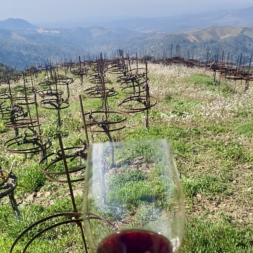 Glass of red wine in a Priorat vineyard