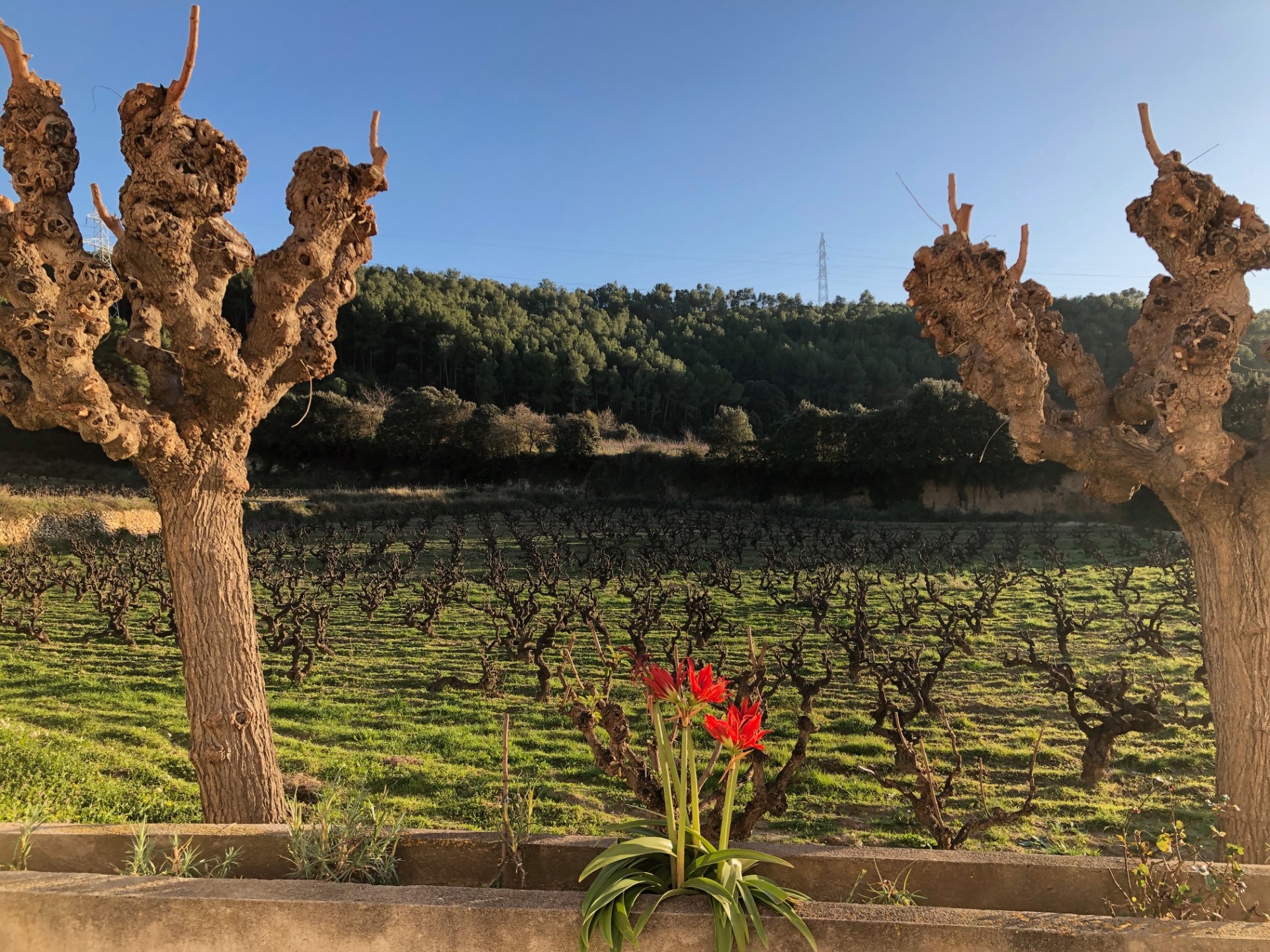 Winter vineyard with bare vines and red amaryllis flowers