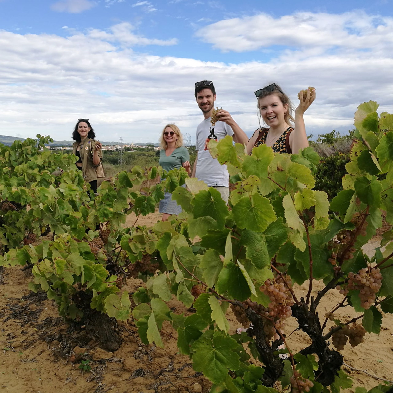 Friends harvesting white grapes together in the vineyard